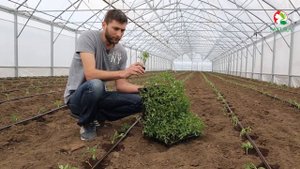 Как посадить томат черри? | ПОРПОРА F1 / PORPORA F1