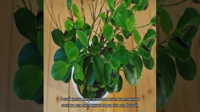Фикус микрокарпа — уход и размножение дома смотреть онлайн