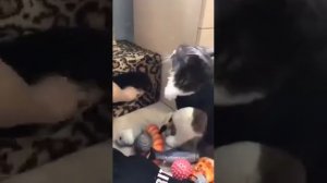 В мире домашних животных