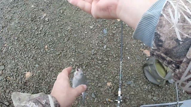 06 11 2019 Соленовский котлован лещ на фидер смотреть онлайн