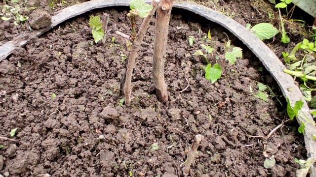 6 соток Дача в Подмосковье.Открытый грунт. что выросло 15 июня. Наш опыт смотреть онлайн