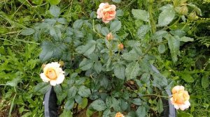 Роза Бельведер  - очаровательна,5 зонаUSDA, роза Розариум Ютерзен- пока не влюбилась