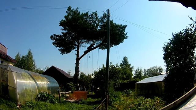 Удаление аварийной ветки сосны над теплицей смотреть онлайн