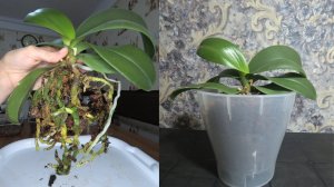 Орхидеи! Корни с нуля! Супер способ для быстрого роста корней. Результат перед Вами!