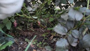 Подготовка роз к зимовке.