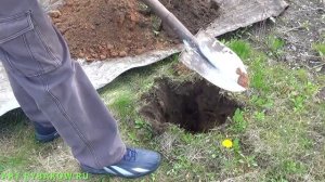Подготовка ямы перед посадкой сосны. Как правильно садить сосну.