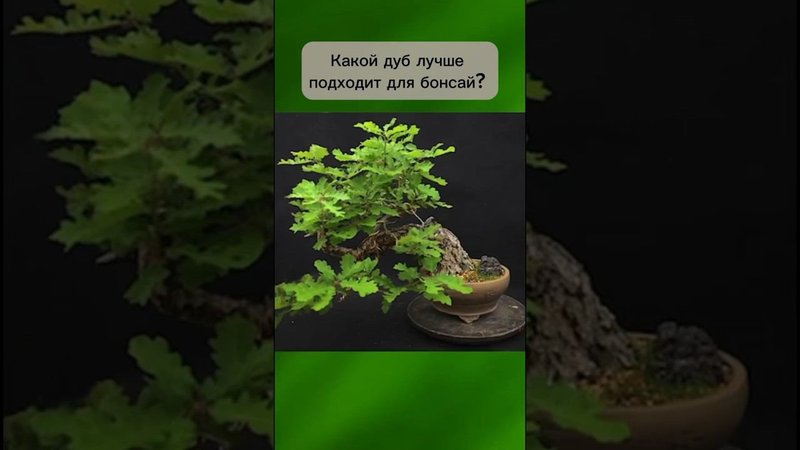 Какой дуб лучше подходит для бонсай? #бонсай #bonsai #ниваки #андрейдарусенков #дуб