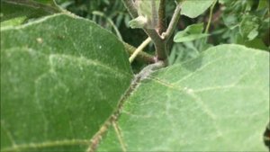 Баклажаны в бутылках жуки не съели, растут. 7 августа 2023г. Как состояние?