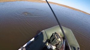 МОРСКАЯ ПЛОТВА на Рыбинском водохранилище