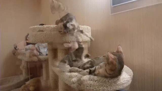Не упустите шанс купить котенка Сококе в питомнике МИРиСОК