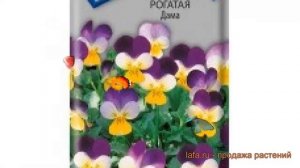 Фиалка рогатая Дама (dama) ? рогатая фиалка Дама обзор: как сажать, семена фиалки Дама