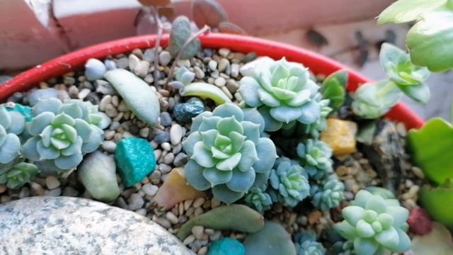 Мои комнатные цветы. Мои эхеверии. смотреть онлайн