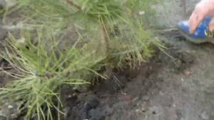 Как посадить дерево Крымская сосна в городе своими руками садим красавицу Крымскую Сосну в апреле 2