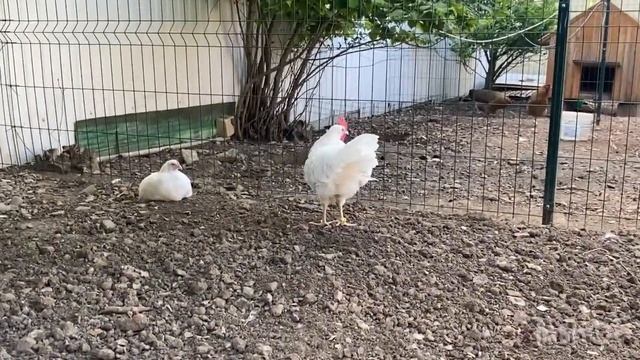 Цыплята 2 месяца Амрокс, Американский леггорн смотреть онлайн