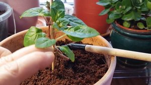 Формирование фуксии. Фуксия на штамбе. Лаванда