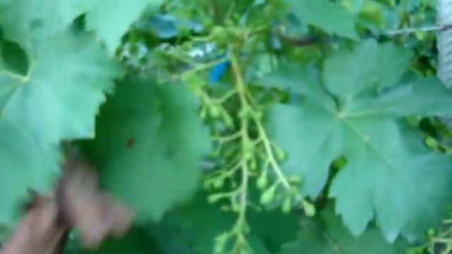 НОРМИРУЕМ ВИНОГРАД ГРОЗДЯМИ... смотреть онлайн