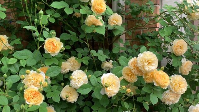 Teasing Georgia climbing rose смотреть онлайн