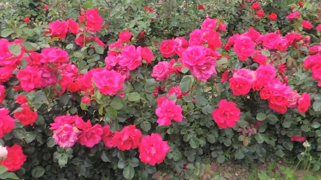 Плетистая роза Негреско (Negresco) и Флоринтина (Florentina) смотреть онлайн