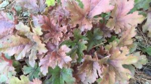 Foamy Bells FUN AND GAMES® Hopscotch Heucherella | www.gardencrossings.com