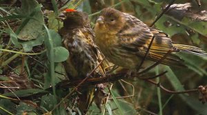 Вьюрок королевский, или красношапочный, или корольковый (Serinus pusillus)