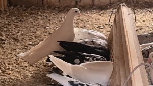 Бакинские классические и широкохвостые бойные голуби / Bakı göyərçinləri