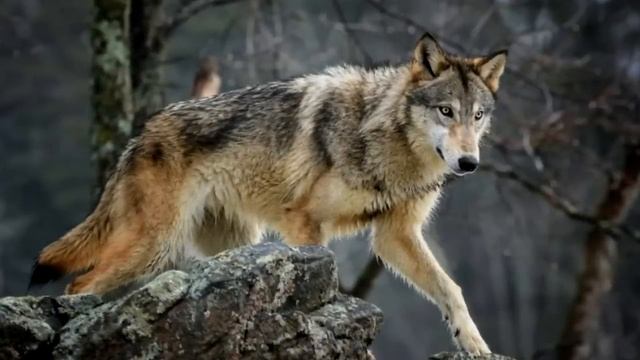 Волчица ворвалась в больницу. Узнав причину ее появления, врачи не сдержали слез! смотреть онлайн