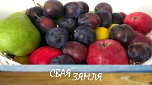 Імпартазамяшчэнне беларускіх садаводаў – «Свая зямля»