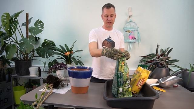 Гибискус- Китайская роза уход в домашних условиях