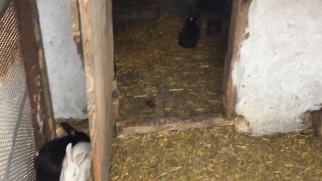 Кролики в вольере, как себя чувствуют зимой!! Разведение кроликов. смотреть онлайн