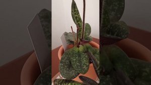 paph. Delenatii. Теперь у меня в коллекции все три вида)))