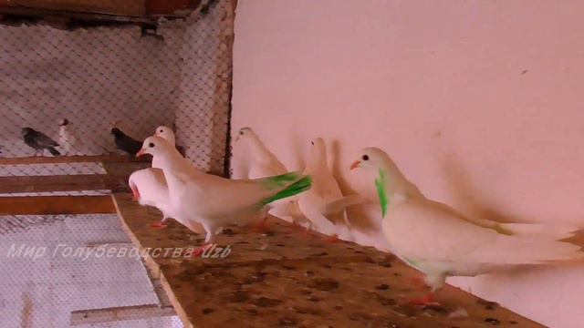 Мои Голуби,общий Обзор Для вас друзья Подпишики,Всем хорошего Просмотра!!! смотреть онлайн