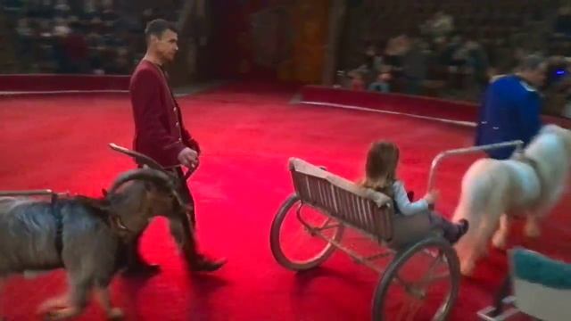 Киевский цирк, много животных. смотреть онлайн