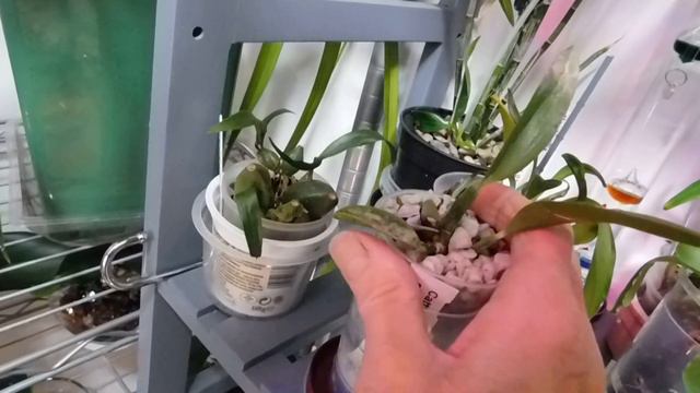 We have light; a shout out to Nina of Ninja Orchids for helping me save my rupicolous Laelia. смотреть онлайн