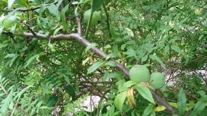 Хеномелес катаянский (Chaenomeles cathayensis), ботанический сад Орхус, Дания