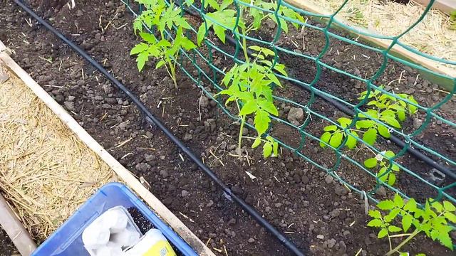 Посадка помідор в теплицю. Саджаю помідори чері.