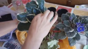 ЧТОБЫ ФИАЛКА ПЫШНО ЦВЕЛА ! ПЕРЕСАДКА / СТВОЛ У ФИАЛКИ !