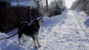 ЭПИЧЕСКИЙ ВОЙ МАЛАМУТА / EPIC MALAMUTE'S HOWLING