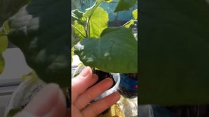 Выращивание баклажанов на подоконнике. Ч.2