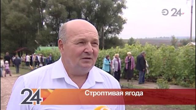 130 сортов винограда выращивает на своем участке житель Бугульмы Александр Зудин