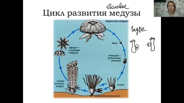 Тип кишечнополостные