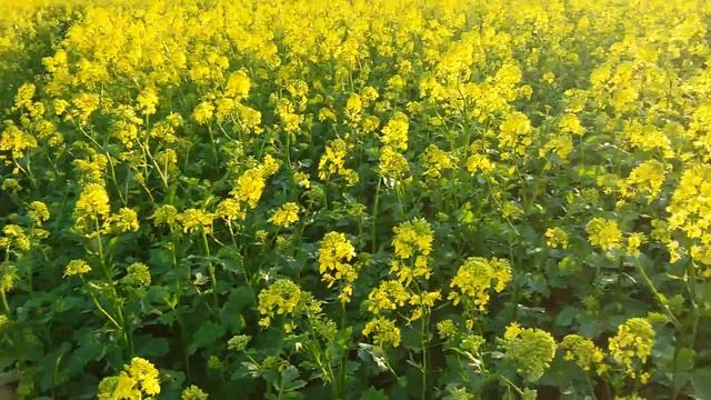 Выращивание горчицы белой смотреть онлайн