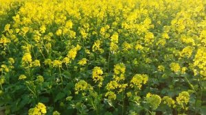 Выращивание  горчицы белой