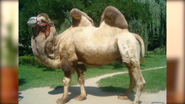 Водить за нос смотреть онлайн