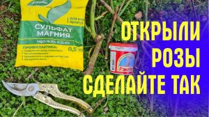 ОТКРЫЛИ РОЗЫ? Сделайте так! ВАЖНАЯ ПОДКОРМКА, обрезка, уход!