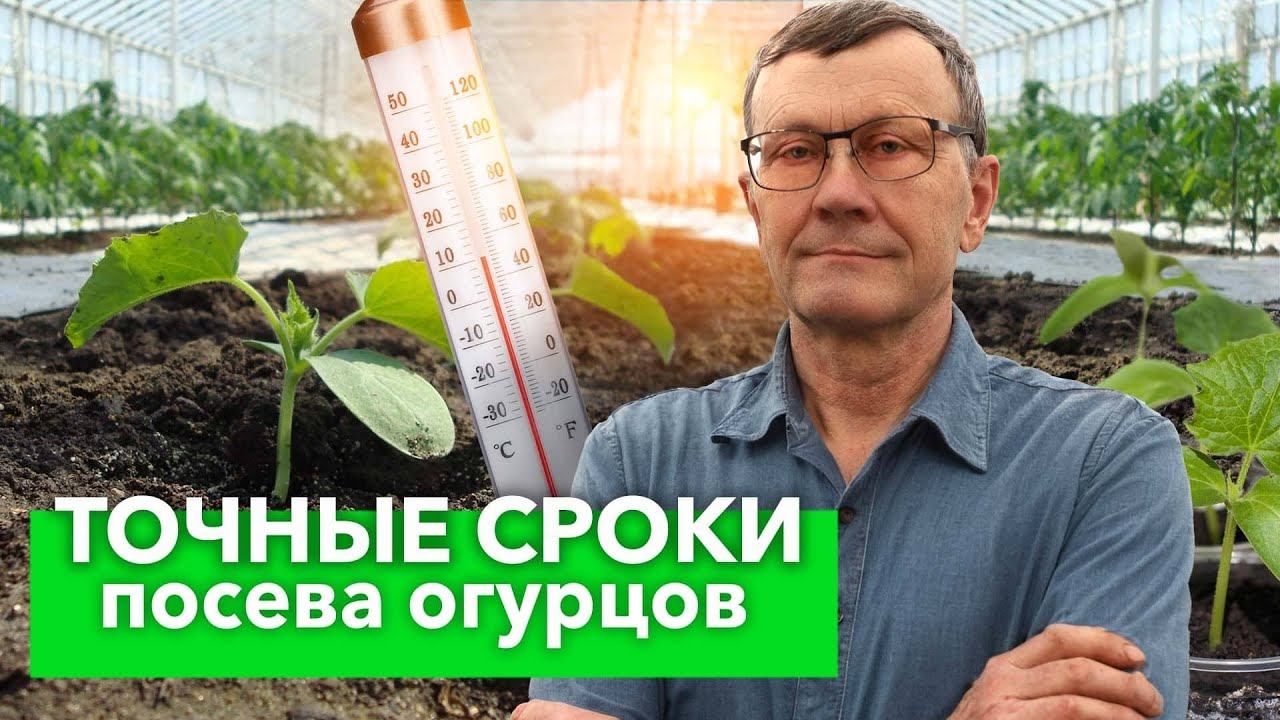 КОГДА ПОСЕЯТЬ ОГУРЦЫ НА РАССАДУ? Точные сроки посева для любого региона