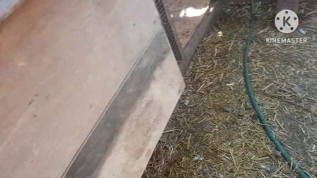 Собираю яйцо вместе с вами. #курица #куры #курятник #яйцо #курынесушки #петух #инкубационноеяйцо смотреть онлайн