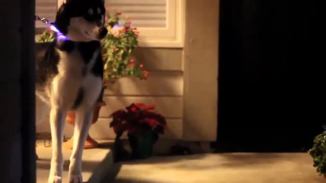 Купить.Ошейник для собак светодиодный смотреть онлайн