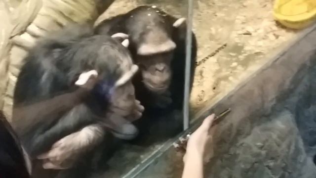 Умные ШИМПАНЗЕ смотрят видео. Такие СМЕШНЫЕ, трогательные. И так похожи на нас? ОБЕЗЬЯНЫ И ТЕЛЕФОН смотреть онлайн