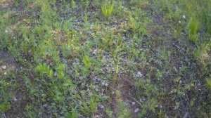 Сибирь Летом. Красота Сибирской природы