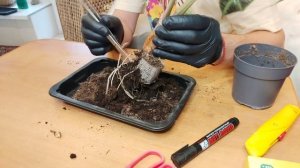 Алоказия Полли переход на гидропонику